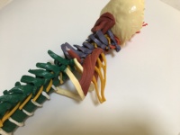 Modelo de Anatomía de Columna Vertebral Humana a Color con Pelvis, Músculos, Nervios y Cabezas de Fémur, Modelo Educativo de Columna Vertebral Flexible