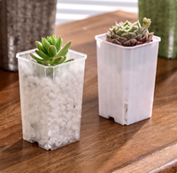 Nouveau design, pot de fleurs carré en plastique transparent et coloré de 5 cm, épaissi, écologique, pour semis de jardin CAIJUN SJ-090