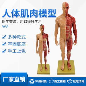 Modello di cranio da 30 cm per riferimento artistico, con colorazione muscolare, anatomia muscolare e scheletrica umana, schizzo artistico. - Product Image 3