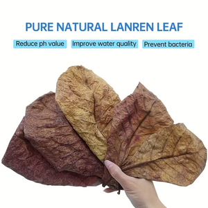 Jeneca Accessoires d'aquarium en bois naturel Terminalia Indian Amande Feuille d'<span class=keywords><strong>olivier</strong></span> Fish Tank Paysage Lit de feuilles en bois respectueux des poissons - Product Image 2