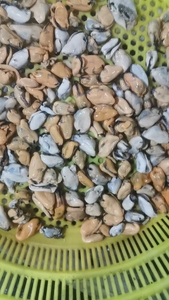 Venta al por mayor caliente IQF congelado hervido mejillón carne cocida mariscos del proveedor de China - Product Image 3