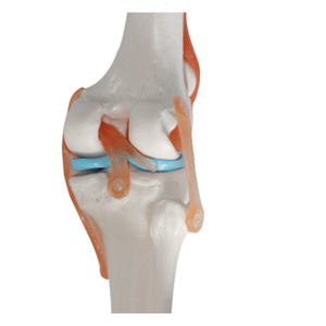 मानव प्राकृतिक आकार घुटने संयुक्त संरचनात्मक मॉडल विज्ञान शैक्षिक संरचनात्मक मॉडल घुटने संयुक्त मॉडल - Product Image 1