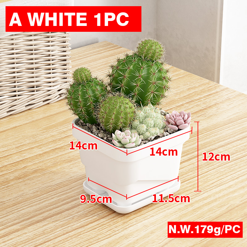 Un Grande Bianco - 1 pz