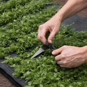 Toile de paillage résistante pour serre et jardin, protection contre les adventices, barrière <span class=keywords><strong>anti</strong></span>-<span class=keywords><strong>herbe</strong></span>, couverture de sol - Product Image 2