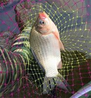 Approvisionnement d'usine 98% DMPT Attractant pour l'alimentation des poissons et des crevettes 4337