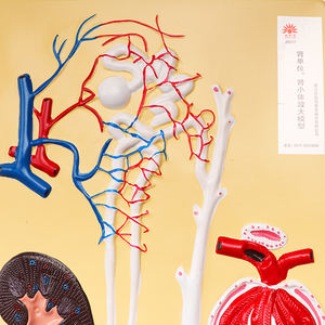Modelo biológico Modelo de riñón humano Unidad renal y modelo de corpúsculo renal - Product Image 2