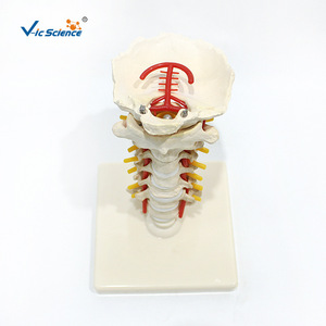 VIC3393 แบบจำลองกระดูกสันหลัง 7 ส่วน, แบบจำลองกระดูกสันหลังมนุษย์ทางการแพทย์, การสอนด้านศัลยกรรมกระดูก - Product Image 3