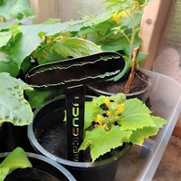Marqueurs de plantes en métal pour jardin, étiquettes en fer pour herbes, légumes et fruits, piquets décoratifs pour pots de fleurs