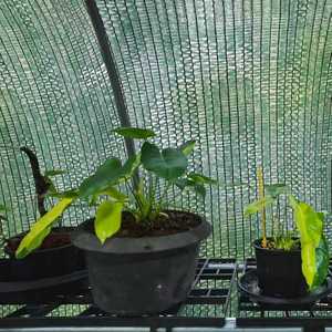 Telo Ombreggiante Verde Scuro, Rete Parasole Resistente ai Raggi UV, Telo a Rete <span class=keywords><strong>per</strong></span> Copertura Piante, Rete Parasole <span class=keywords><strong>per</strong></span> Giardino, Serra, Ortaggi, Fiori - Product Image 6