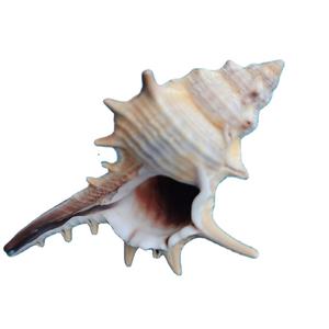 เปลือก<span class=keywords><strong>หอย</strong></span><span class=keywords><strong>สังข์</strong></span>ธรรมชาติ <span class=keywords><strong>หอย</strong></span><span class=keywords><strong>หนาม</strong></span> <span class=keywords><strong>หอย</strong></span>แม่มด สำหรับใช้เป็นอุปกรณ์ประกอบฉาก ตกแต่งตู้ปลา จัดสวน - Product Image 3
