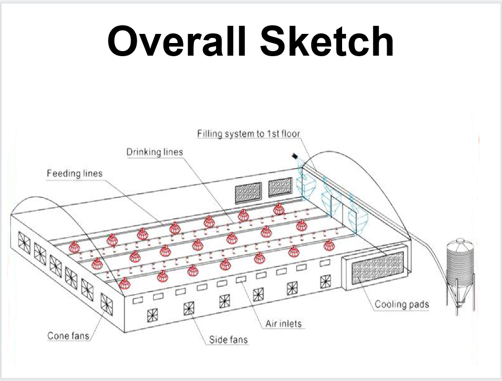 45-65 broiler Chicken Breeding Equipment HX Chicken Feed System