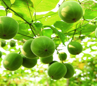 Haute qualité 100% pur édulcorant naturel substitution de sucre Siraitia Grosvenori concentré liquide moine extrait de fruit liquide