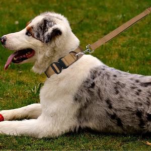 Fabrikant Directe Gepersonaliseerde Zware Training Verstelbare Nylon Hond Tactische Halsband Met Zak - Product Image 5