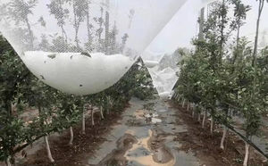 Rete Antigrandine e Antiuccelli in HDPE Vergine con Stabilizzatore UV, Protezione Agricola per Giardini e Serre - Product Image 5