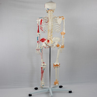 Modelo de Esqueleto Humano Profesional de PVC DARHMMY con Inserciones de Origen Muscular y Ligamentos - Ayuda Didáctica de Anatomía de Tamaño Real
