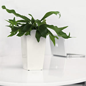 BRICE Dikim Saksisi <span class=keywords><strong>XL</strong></span> – Grandes jardinières auto-arrosantes rectangulaires en plastique pour extérieur, écologiques et modernes - Product Image 4