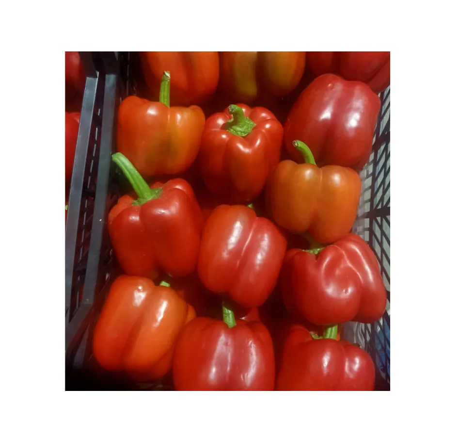 Prodotto naturale al 100% più venduto e di alta qualità egitto peperone fresco campana dolce colore pepe giallo rosso verde