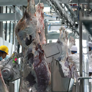 Ligne d'abattage automatique du bétail, usine de transformation du bœuf, équipement d'abattoir halal avec acier de haute qualité - Product Image 1