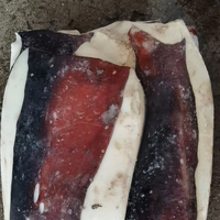 Nueva Temporada: Filetes de Calamar Peruano Congelados con Piel, Económicos