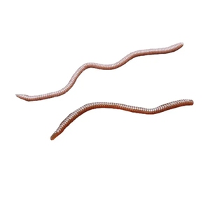 50pcs ver mou 4cm faux appât <span class=keywords><strong>de</strong></span> mer <span class=keywords><strong>de</strong></span> ver <span class=keywords><strong>de</strong></span> <span class=keywords><strong>terre</strong></span> pour la pêche à la dorade dans les rivières ruisseaux Durable Silicone PVC ABS sous-appât pour les enfants - Product Image 3