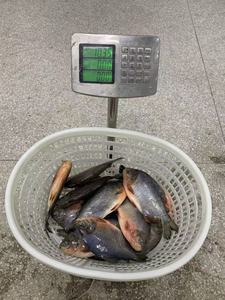 Frozen Red <strong>Pacu</strong> <strong>Fish</strong> Good Price Whole Round Frozen Red Pomfret <strong>Pacu</strong> - Product Image 2