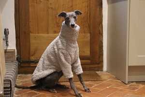 Qiqu Pet Supplies Nouveau pull en polaire doux et moelleux pour <span class=keywords><strong>chien</strong></span>, pyjama, costume pour lévrier italien, whippet, lurcher, <span class=keywords><strong>saluki</strong></span>, lévrier de race - Product Image 4