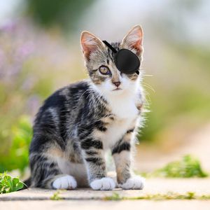 Köpekler için köpek göz bandı göz bandı ameliyat sonrası yaralanmalar ayarlanabilir yumuşak göz yama - Product Image 5