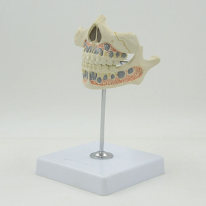 Modelo de dientes deciduos para niños de ciencia médica modelo de dientes permanentes deciduos materiales dentales para dentaduras postizas - Product Image 2