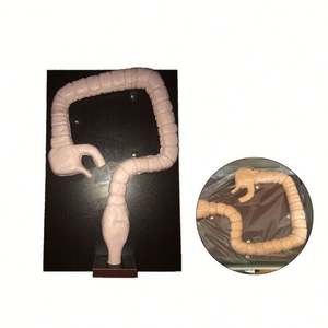 KyrenMed Koloskopie Untersuchung simulator Sigmoidos kopie Trainings modell Dickdarms imulator Pathologie modell - Product Image 2