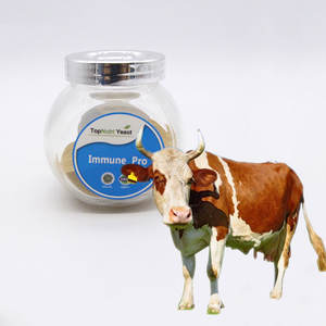 Alimentação animal Nutriente Natural A Granel cerveja animal gado aves domésticas animais animais cerveja fermento em pó - Product Image 1