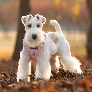 VPETBR Lüks Köpek Tasması Seti Fabrikası Eğitim Desteği Rahat Tasma Yeleği Yürüyüş Evcil Hayvan Tasması Tasarımcı Tedarikçileri - Product Image 2