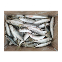 Produits de la mer congelés : Poisson Scad Rond, Scad Queue Jaune, Scad Rond de petite taille, Scad Rond à petits yeux, Scad Rond de pêche légère