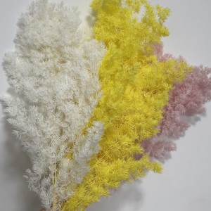 Vente en gros de fleurs et plantes naturelles préservées, durables, 3-5 ans, immortelles, tiges de <span class=keywords><strong>fougère</strong></span> Ming préservées pour les arrangements de Noël - Product Image 5