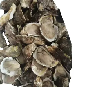 Vente en gros de demi-coquilles d'huîtres crues congelées Fournisseur de fruits de mer en vrac IQF