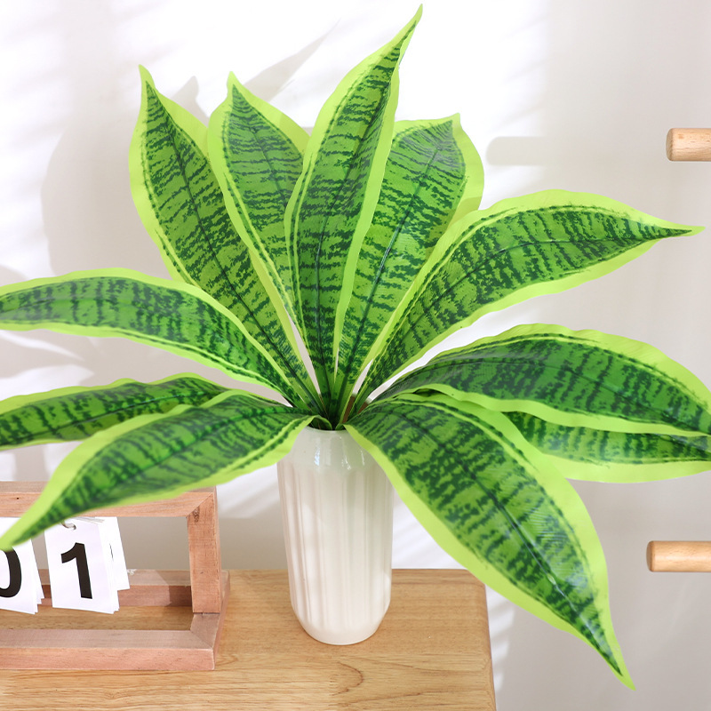 Planta serpiente de bordes amarillos