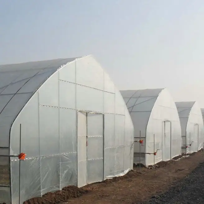 outdoor growing tomatoes plastic poly tunnel greenhouse galvanized steel tube for sale