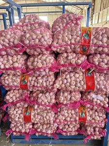 Vente en gros d'<span class=keywords><strong>ail</strong></span> blanc frais Fournisseur professionnel de légumes frais - Product Image 6