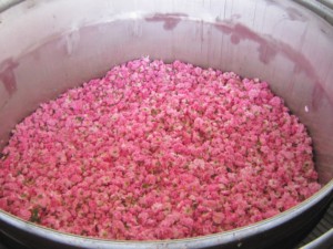 100% Hidrosol de rosa Búlgara natural Rosa Damascena Productos para el cuidado de la piel personalizados a granel - Product Image 5