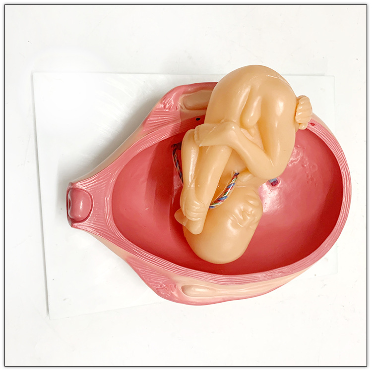 PVC Fetus Uterus Human Anatomical Teaching Models For Practice Teaching