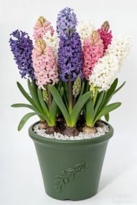 <span class=keywords><strong>Pot</strong></span> de fleurs <span class=keywords><strong>en</strong></span> plastique Roman Rembossed, deux tailles, design moderne, similaire à la terre cuite, pour plantes succulentes, <span class=keywords><strong>vanille</strong></span>, <span class=keywords><strong>pot</strong></span> de jardin <span class=keywords><strong>en</strong></span> plastique - Product Image 2