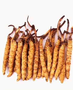 Alta calidad a granel puro Natural salvaje Luofmiss Cordyceps hongo orgánico <span class=keywords><strong>comprar</strong></span> Cordyceps <span class=keywords><strong>Sinensis</strong></span> - Product Image 5