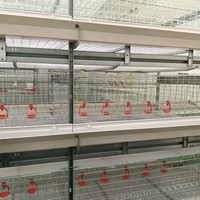 Poulailler de type H pour élevage de poulets de chair et pondeuses, mangeoires galvanisées, cage à poulets, poulailler pour poulets de chair, poules pondeuses