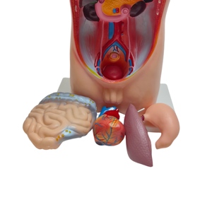 Modelo <span class=keywords><strong>de</strong></span> enseñanza médica integral, modelo <span class=keywords><strong>de</strong></span> Anatomía <span class=keywords><strong>de</strong></span> Torso infantil <span class=keywords><strong>de</strong></span> 42 cm, pantalla <span class=keywords><strong>de</strong></span> Anatomía <span class=keywords><strong>de</strong></span> <span class=keywords><strong>cabeza</strong></span> <span class=keywords><strong>y</strong></span> Torso infantil - Product Image 6