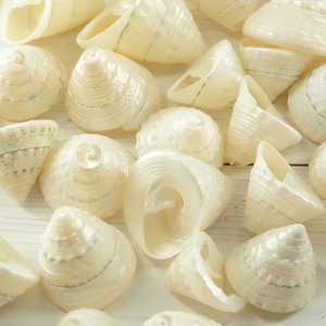 Bricolage Coquille De Crabe Ermite En Gros Matières Premières Ornements Artisanat Coquilles Conches Escargot De Mer Conchas Caracolas Marinas - Product Image 6