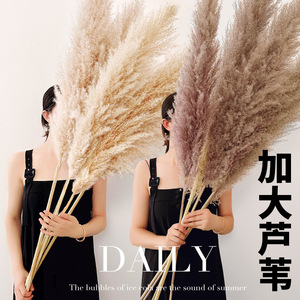Ramo <span class=keywords><strong>de</strong></span> Flores Secas <span class=keywords><strong>de</strong></span> Caña Grande <span class=keywords><strong>de</strong></span> China, Flores Eternas, Adornos para Bodas, Venta al por Mayor - Product Image 3