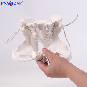PNATOMY PNT-T112a modèle anatomique de bassin féminin grandeur nature (plastique détachable) affiche les os pelviens coccyx symphyse pubienne - Product Image 5