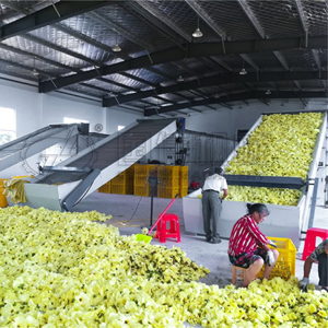 Secador de flores industrial de alta capacidad, equipo de secado continuo con cinta transportadora de malla para procesamiento de té de flores y rosas - Product Image 5