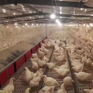 Conception moderne de plan de ferme de poulet de <span class=keywords><strong>construction</strong></span> de poulailler et fourniture d'équipement Système automatique de collecte des œufs - Product Image 1