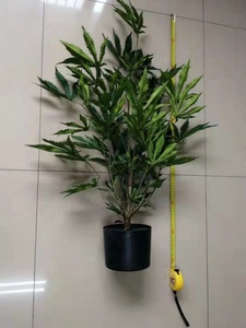Pianta Artificiale di Canapa in Tessuto e Plastica, Ecologica, Altamente Realistica, Durata 5-8 Anni, 50-150cm, Dimensioni Personalizzabili, Decorazione per Interni - Product Image 4
