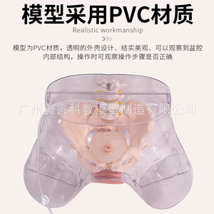 Modèle transparent de cathétérisme féminin ; modèle d'opération pour stage d'entraînement en soins infirmiers hospitaliers ; cathétérisme masculin ; reproduction masculine - Product Image 5